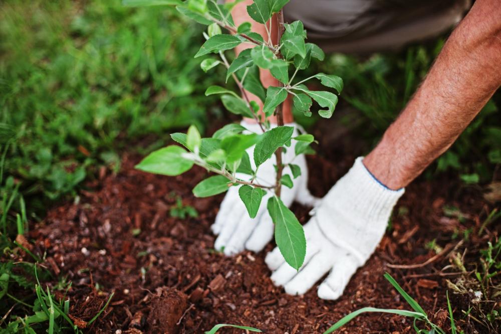 Plantation